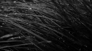 Preview wallpaper grass, drops, dew, rain, dark, macro