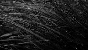 Preview wallpaper grass, drops, dew, rain, dark, macro