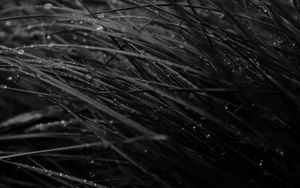 Preview wallpaper grass, drops, dew, rain, dark, macro