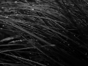 Preview wallpaper grass, drops, dew, rain, dark, macro