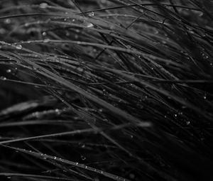 Preview wallpaper grass, drops, dew, rain, dark, macro