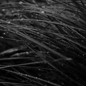 Preview wallpaper grass, drops, dew, rain, dark, macro