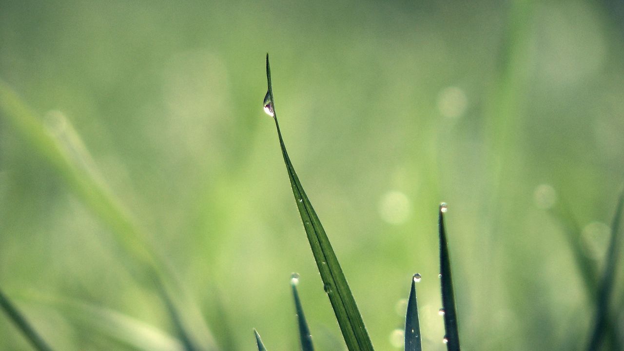 Wallpaper grass, drops, dew, light, green