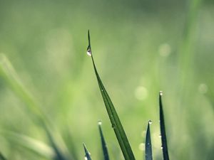 Preview wallpaper grass, drops, dew, light, green