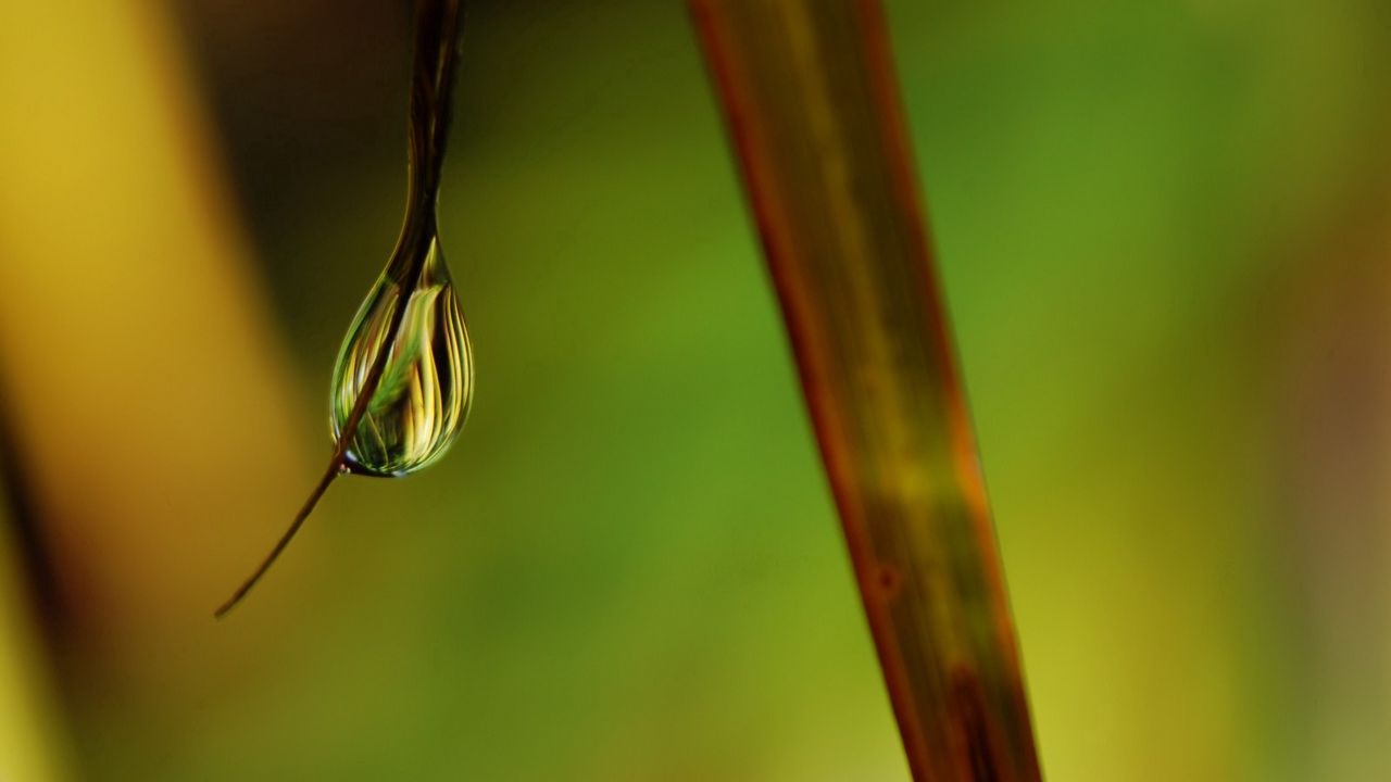 Wallpaper grass, drops, dew, shine