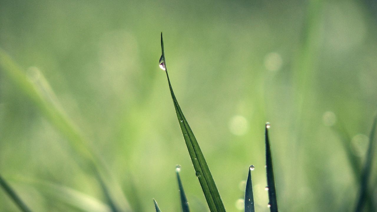 Wallpaper grass, drops, dew, light, green hd, picture, image