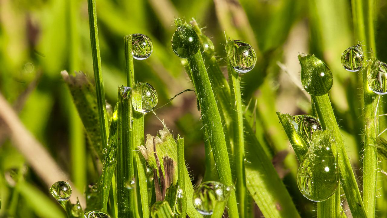 Wallpaper grass, drops, glare, macro, blur