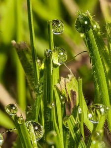 Preview wallpaper grass, drops, glare, macro, blur
