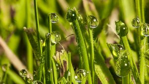Preview wallpaper grass, drops, glare, macro, blur
