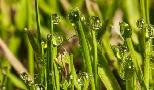 Preview wallpaper grass, drops, glare, macro, blur