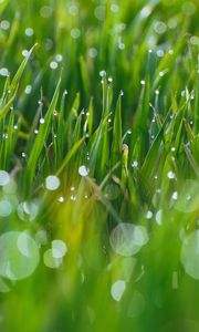 Preview wallpaper grass, drops, glare, blurred