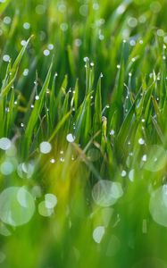 Preview wallpaper grass, drops, glare, blurred