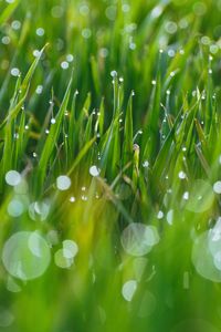 Preview wallpaper grass, drops, glare, blurred