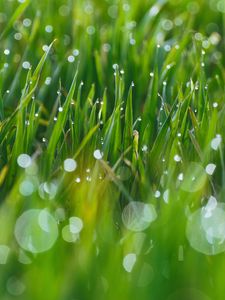 Preview wallpaper grass, drops, glare, blurred