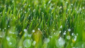 Preview wallpaper grass, drops, glare, blurred