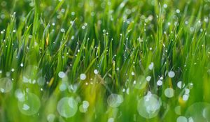 Preview wallpaper grass, drops, glare, blurred