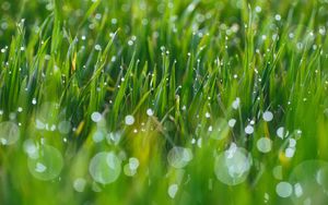 Preview wallpaper grass, drops, glare, blurred