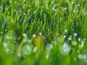 Preview wallpaper grass, drops, glare, blurred