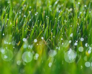 Preview wallpaper grass, drops, glare, blurred