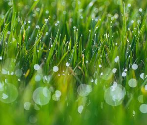 Preview wallpaper grass, drops, glare, blurred