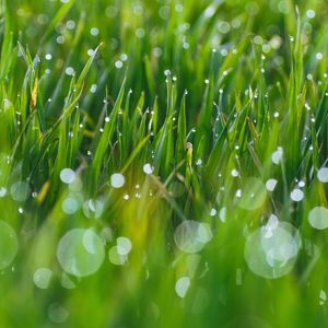 Preview wallpaper grass, drops, glare, blurred
