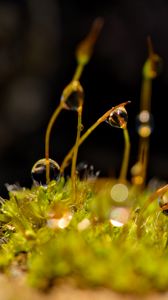 Preview wallpaper grass, drops, glare, macro