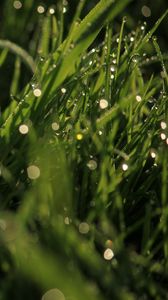 Preview wallpaper grass, drops, glare, macro, dew