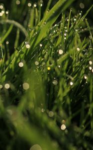 Preview wallpaper grass, drops, glare, macro, dew