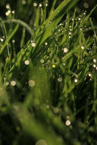 Preview wallpaper grass, drops, glare, macro, dew