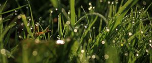 Preview wallpaper grass, drops, glare, macro, dew