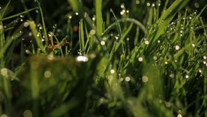 Preview wallpaper grass, drops, glare, macro, dew