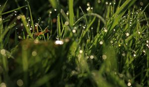 Preview wallpaper grass, drops, glare, macro, dew