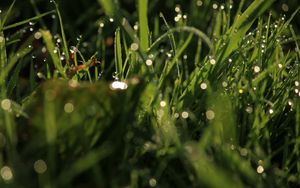 Preview wallpaper grass, drops, glare, macro, dew