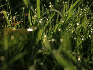 Preview wallpaper grass, drops, glare, macro, dew