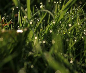 Preview wallpaper grass, drops, glare, macro, dew