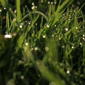 Preview wallpaper grass, drops, glare, macro, dew