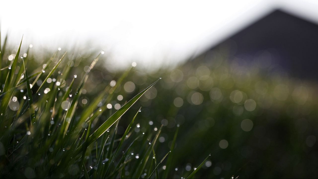 Wallpaper grass, drops, glare, mildew