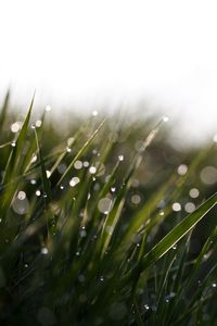 Preview wallpaper grass, drops, glare, mildew