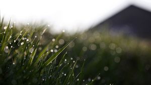 Preview wallpaper grass, drops, glare, mildew