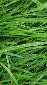 Preview wallpaper grass, drops, green, macro