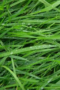 Preview wallpaper grass, drops, green, macro