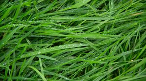 Preview wallpaper grass, drops, green, macro