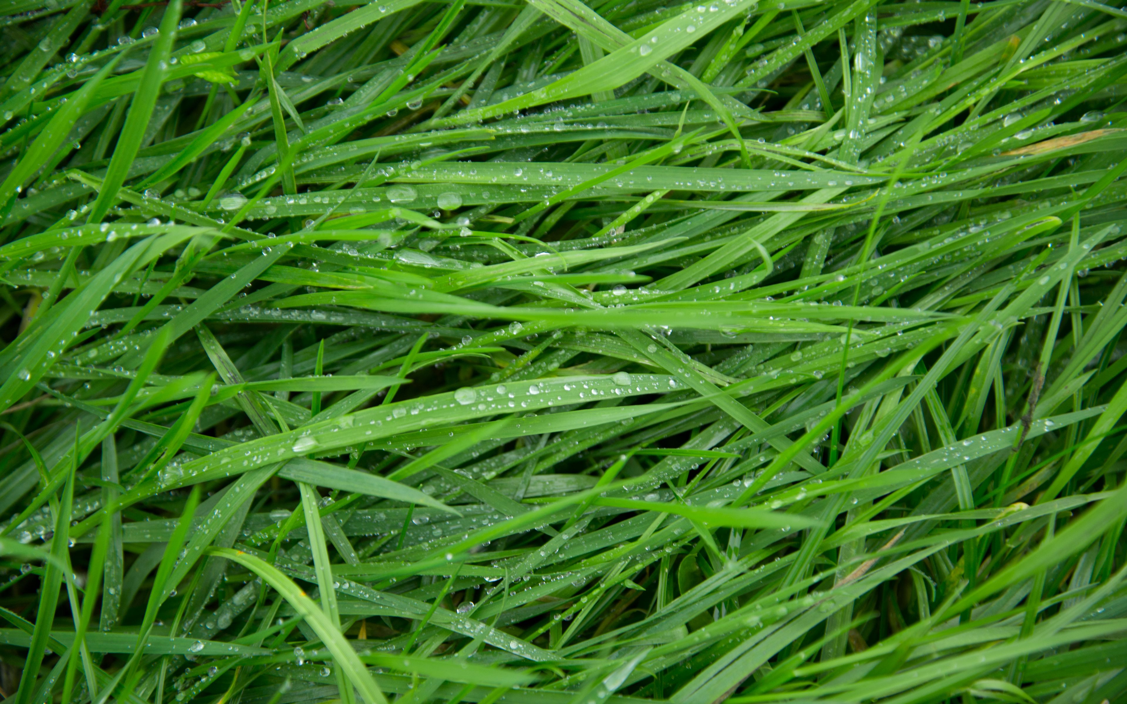 Download wallpaper 3840x2400 grass, drops, green, macro 4k ultra hd 16: