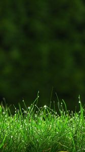 Preview wallpaper grass, drops, lawn, dew