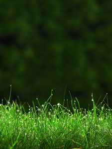 Preview wallpaper grass, drops, lawn, dew