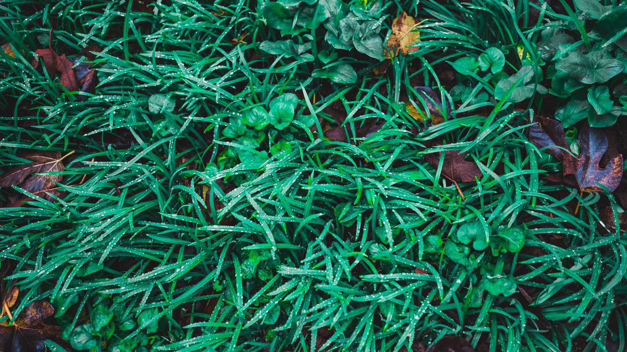 Wallpaper grass, drops, leaves, green