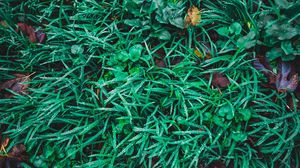 Preview wallpaper grass, drops, leaves, green