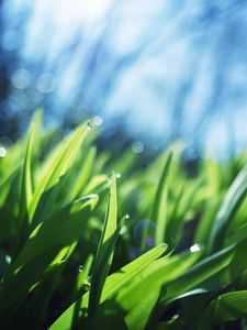 Preview wallpaper grass, drops, light, macro, shadows