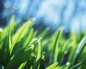 Preview wallpaper grass, drops, light, macro, shadows