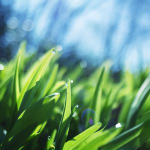 Preview wallpaper grass, drops, light, macro, shadows